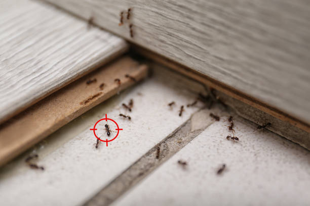Best Pest Removal Services  in Jessup, PA