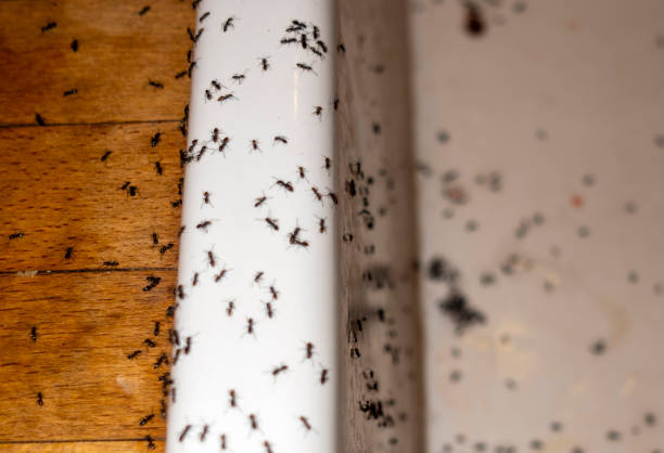 Best Mosquito Control Services  in Jessup, PA