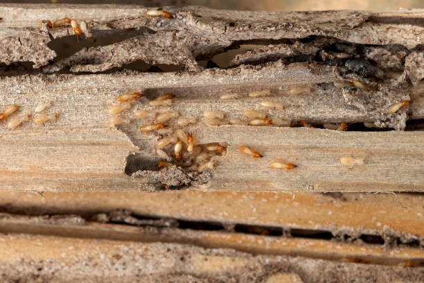 Best Pest Removal Services  in Jessup, PA