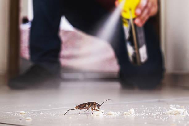 Best Termite Control Services  in Jessup, PA